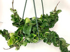 Hoya Compacta aka Hoya Hindu Rope Available in Large 6" Hanging Pot - Live Hoya Plant Air-Purifying Vine (XXL 6" Hanging Pot, Vines 1-3ft Long)
