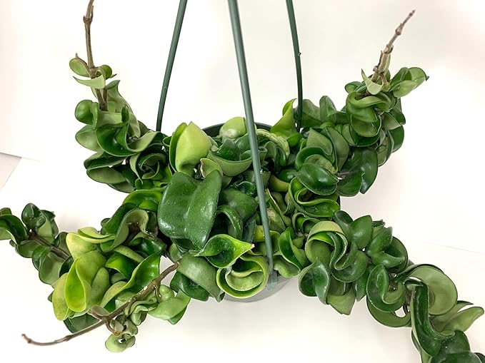 Hoya Compacta aka Hoya Hindu Rope Available in Large 6" Hanging Pot - Live Hoya Plant Air-Purifying Vine (XXL 6" Hanging Pot, Vines 1-3ft Long)