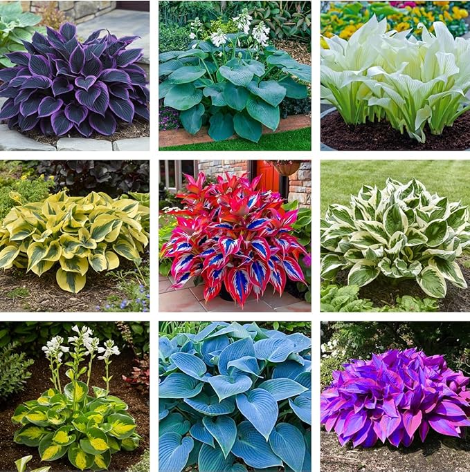 50pcs Mixed Hosta Seeds for Planting Outdoors Rare Perennial Flower Shade Hosta Plant Moderate Drought Tolera