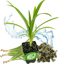 Pandan Live Plant - Pandanus Amaryllifolius - Wellspring Gardens Exquisite Fragrant Herb Great for Nature Lovers, Outdoor Gardens, Vegetable Patches, and Indoor Use - Lush Green Foliage Pandan Leaves