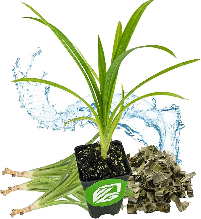Pandan Live Plant - Pandanus Amaryllifolius - Wellspring Gardens Exquisite Fragrant Herb Great for Nature Lovers, Outdoor Gardens, Vegetable Patches, and Indoor Use - Lush Green Foliage Pandan Leaves