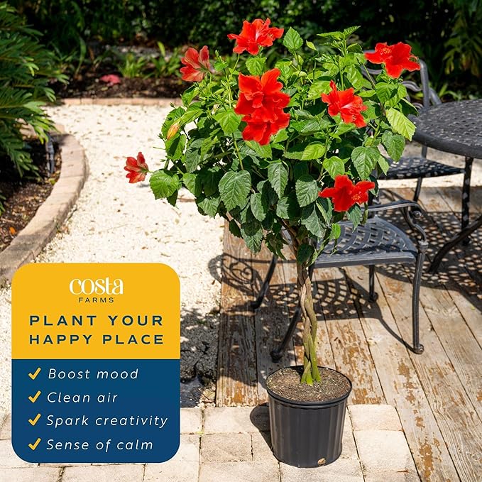 Costa Farms Hibiscus Braided Live Plant - 4-5 ft. Tall - Flowering Houseplant - Indoor or Outdoor Garden Plant, Vibrant Blooms, Grower's Choice