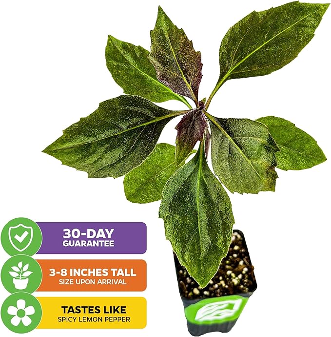 Okinawa Spinach - Gynura crepioides - Wellspring Garden Starter Plant - Easy to Grow Edible Plant - Vegetable Live Plant for Indoor & Outdoor Growing & Planting - Ideal for Home, Backyard (2-Pack)