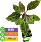 Okinawa Spinach - Gynura crepioides - Wellspring Garden Starter Plant - Easy to Grow Edible Plant - Vegetable Live Plant for Indoor & Outdoor Growing & Planting - Ideal for Home, Backyard (2-Pack)