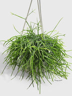 Rhipsalis Cashero Mistletoe Cactus-Large - Live Plant Easy Care, Low Maintenance for Home Decor - Air Purification Houseplant