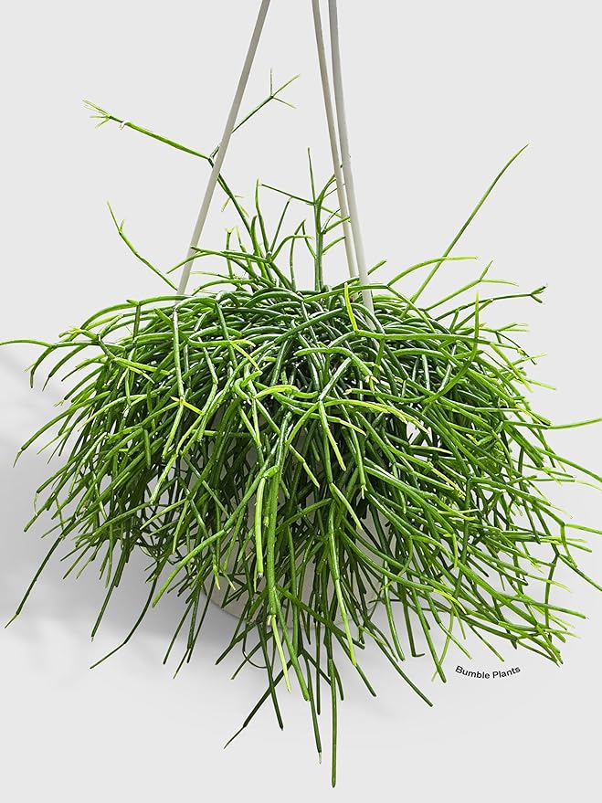 Rhipsalis Cashero Mistletoe Cactus-Large - Live Plant Easy Care, Low Maintenance for Home Decor - Air Purification Houseplant