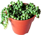 String of Pearls Succulents Plants Live, Succulent Plants Fully Rooted, Rare House Plant for Home Office Decoration, DIY Projects, Party Favor Gift by Fatplants
