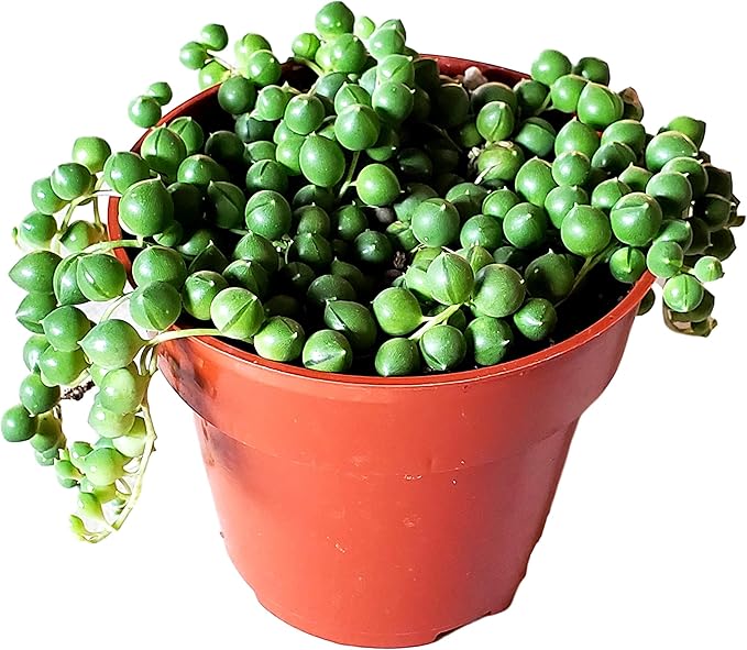 String of Pearls Succulents Plants Live, Succulent Plants Fully Rooted, Rare House Plant for Home Office Decoration, DIY Projects, Party Favor Gift by Fatplants