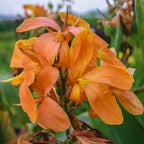 Canna 'Orange Taney', a Great Live Pond Plant for Your Water Garden. Filters koi and Goldfish Ponds. Good for Bogs, Plant Shelf or Shallow Water This marginal Aquatic is a Real Beauty