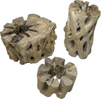 3 Natural Cholla Wood Air Plant Display Holders Tiered 1, 2 & 3 inch Individually Unique Round Decorative Stands