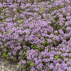 Groundio 20000+ Creeping Thyme Seeds Ground Cover Plant, Perennial Thyme Flower Seeds for Planting Outdoor, Low Maintenance, Grown in The USA