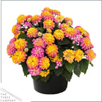 Live Flowering Lantana - Havana Sunrise (2 Plants Per Pack) - Healthy Blooming Pollinator, 8" Tall by 5" Wide in 1 Qt Pot