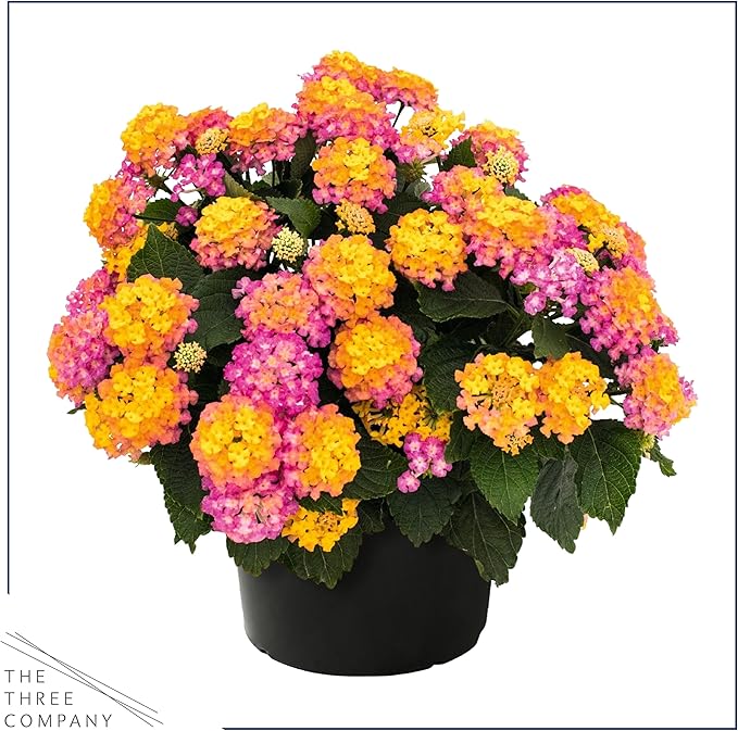 Live Flowering Lantana - Havana Sunrise (2 Plants Per Pack) - Healthy Blooming Pollinator, 8" Tall by 5" Wide in 1 Qt Pot