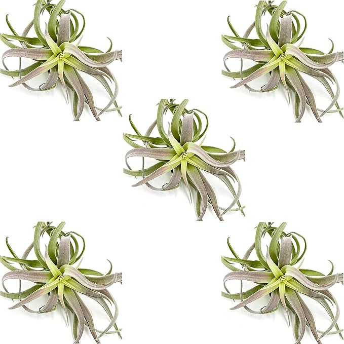 ragnaroc Air Plants - Tillandsia Cacticola, Jumbo 6-9" - 5ct - Live Arrival Guaranteed - House Plants for Home Decor & Gift