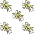 ragnaroc Air Plants - Tillandsia Cacticola, Jumbo 6-9" - 5ct - Live Arrival Guaranteed - House Plants for Home Decor & Gift