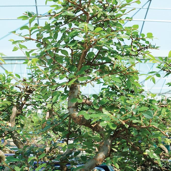 Brussel's Bonsai Live Chinese Elm Bonsai Outdoor Tree Gift Bundle - Small Bonsai Tree - Bonsai Kit with Ceramic Bonsai Pot and Bonsai Fertilizer