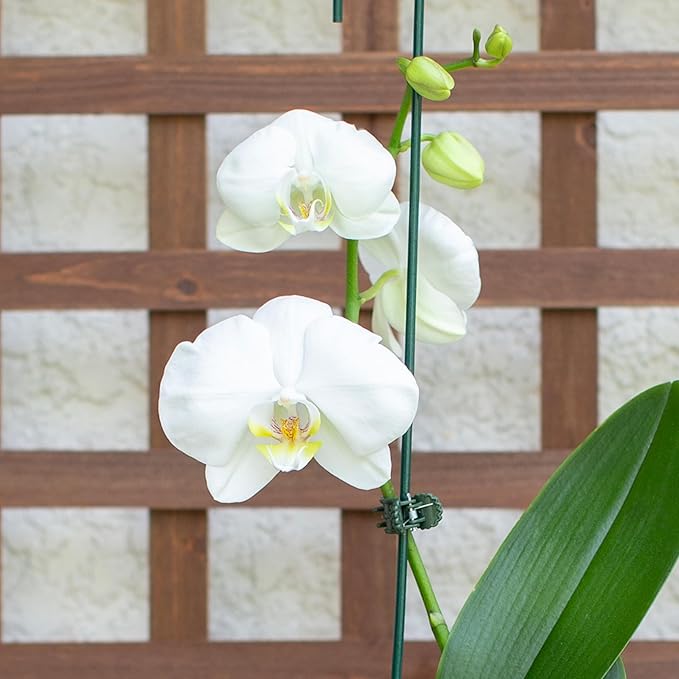 Better-GRO 19” Hanging Kokedama with Phalaenopsis Orchid – Indoor/Outdoor Planter- White