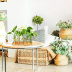 Plant Propagation Station, Plant Terrarium with Wooden Stand for Hydroponics Plants Office Decor Unique Gardening Gifts for Women Plants Lovers - 10 Glass Test Tube Vases