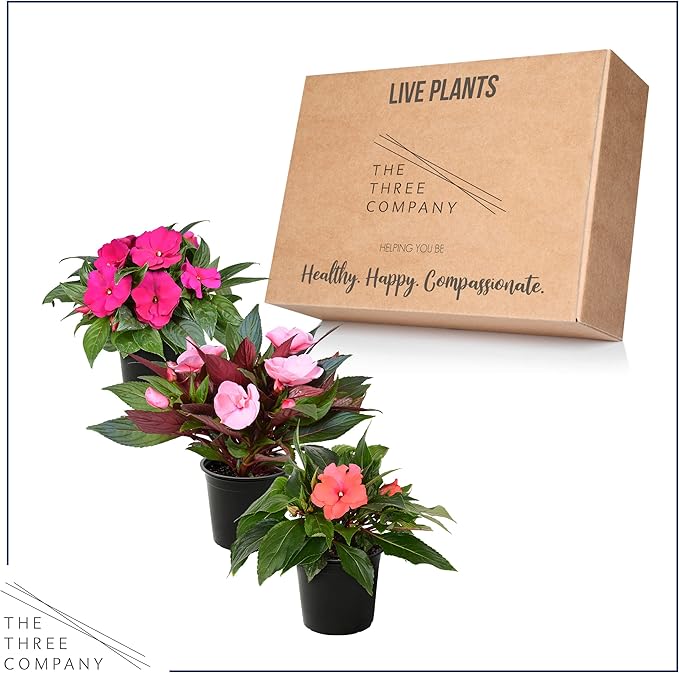 Live New Guinea Impatiens Plant - Shades of Pink (3 Plants Per Pack) - Beautiful Flowering Shade Flowers - 12" Tall by 5" Wide in 1 Qt Pot (Pack of 2)