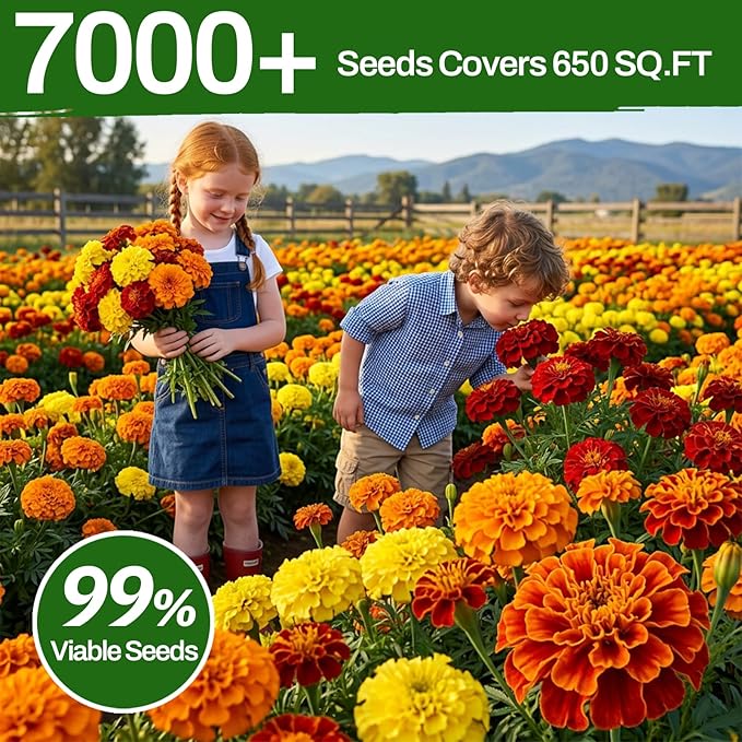 LUOJIBIE Marigold Seeds, 7000+ Mixed Colors Large Blooms Seeds Bulk Pack, Marigold Seeds for 2026, High Germination Non-GMO, Wildflower Seeds for Planting Indoor Outdoor, Open Pollinated