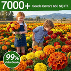 LUOJIBIE Marigold Seeds, 7000+ Mixed Colors Large Blooms Seeds Bulk Pack, Marigold Seeds for 2026, High Germination Non-GMO, Wildflower Seeds for Planting Indoor Outdoor, Open Pollinated