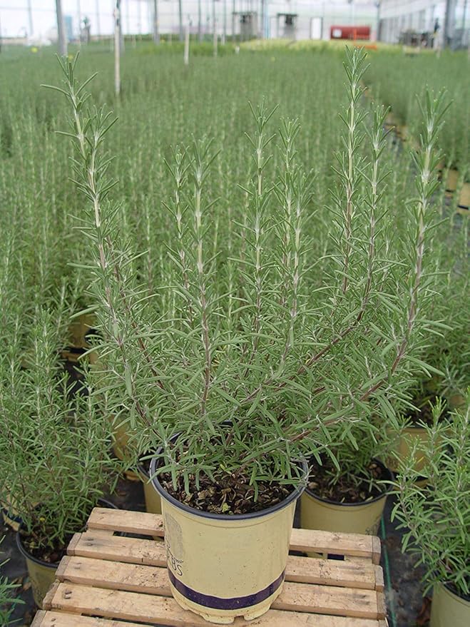 Sara's Superb Herbs - Rosmarinus officinalis 'Arp' (Rosemary) Herb, , 1 - Size Container