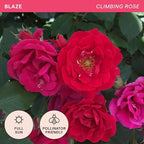 Heirloom Climbing Roses, Live Own Root Plant for Outdoor Garden, Blaze, Lightly Fragrant, Hardiness Zones 5-10, Continual Blooming