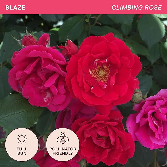 Heirloom Climbing Roses, Live Own Root Plant for Outdoor Garden, Blaze, Lightly Fragrant, Hardiness Zones 5-10, Continual Blooming