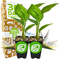 White Bird of Paradise Live Plant - Strelitzia Reginae - Wellspring Gardens - Tropical Flowering Perennial, Exotic Indoor/Outdoor Houseplant, Easy Care, Low Maintenance (2-Pack)