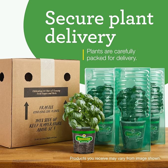 Bonnie Plants Sweet Mint Live Edible Aromatic Herb Plant - 4 Pack, Easy To Grow, Non-GMO, Perennial In Zones 5 to 11, Used In Teas & Other Beverages, Salads, Garnish, Jelly & Desserts