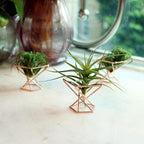 Geometric Air Plant Holder Airplants Rack Metal Plants Stand Planter Shelves Himmeli Living Decor Tillandsia Pot Containers (Rose gold 3pcs)