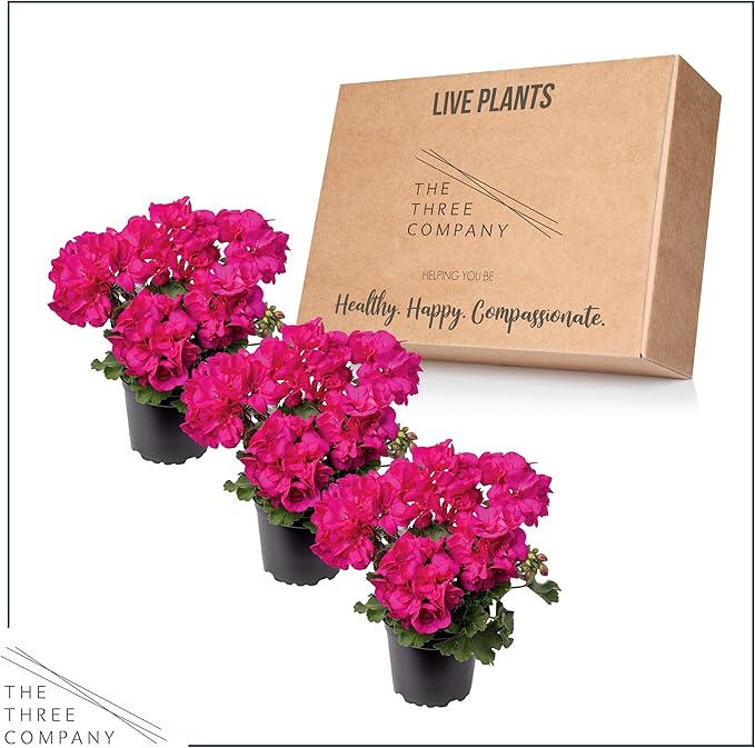 Live Flowering Zonal Geraniums - Pink (3 Plants Per Pack), Beautiful Spring/Summer Flowers, 12" Tall by 5" Wide in 1 Qt Pot