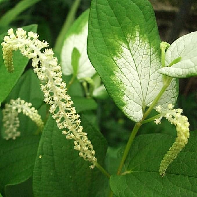 Chalily Chinese Lizard's Tail, a Great Live Pond Plant for Your Water Garden. Filters The koi and Goldfish Pond. Good for Bogs, Plant Shelf or Shallow Water This marginal Aquatic is a Real Beauty
