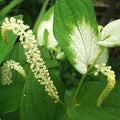 Chalily Chinese Lizard's Tail, a Great Live Pond Plant for Your Water Garden. Filters The koi and Goldfish Pond. Good for Bogs, Plant Shelf or Shallow Water This marginal Aquatic is a Real Beauty