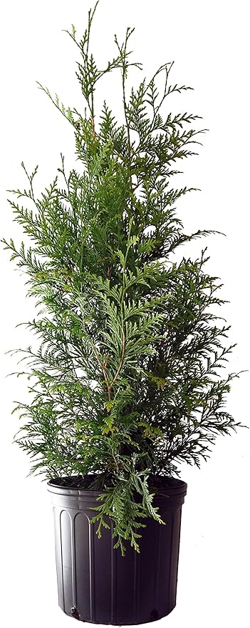 Live Plant Thuja-X Green Giant Evergreen Tree (Western Arborvitae), 3-Gallon Fully Potted Plant from Green Promise Farms