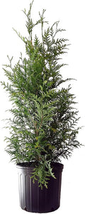 Live Plant Thuja-X Green Giant Evergreen Tree (Western Arborvitae), 3-Gallon Fully Potted Plant from Green Promise Farms
