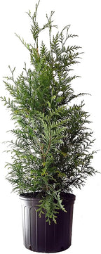 Live Plant Thuja-X Green Giant Evergreen Tree (Western Arborvitae), 3-Gallon Fully Potted Plant from Green Promise Farms