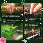 SVI 1000 Blue Sage Seeds for Planting (Salvia farinacea) - Heirloom Sage, Salvia Perennial Wildflower - Flower Seeds to Plant Outside in Pollinator Garden, Meadows, Borders, Beds