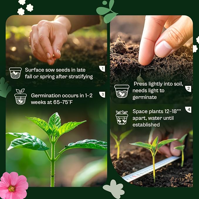 SVI 1000 Blue Sage Seeds for Planting (Salvia farinacea) - Heirloom Sage, Salvia Perennial Wildflower - Flower Seeds to Plant Outside in Pollinator Garden, Meadows, Borders, Beds