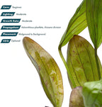 SubstrateSource Echinodorus Ozelot Green Sword Live Plant for Freshwater Aquariums, Natural Fish Tank Decorations, and Aquatic Decor (1 Pot (2-3 Plants))