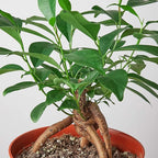 Ficus 'Ginseng' Live Plant for Indoor | Different Houseplants in 4'' & 6'' Pot | Real House Plant for Living Room, Office, Desk & Bathroom | Pot-Bellied Ficus