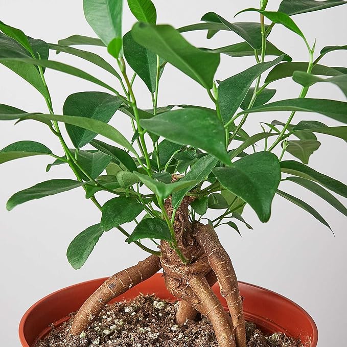 Ficus 'Ginseng' Live Plant for Indoor | Different Houseplants in 4'' & 6'' Pot | Real House Plant for Living Room, Office, Desk & Bathroom | Pot-Bellied Ficus