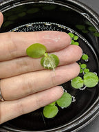 6 Mini Amazon Frogbit + 6 Water Spangles Combo, Betta Fish Aquarium Floating Plants for beginners