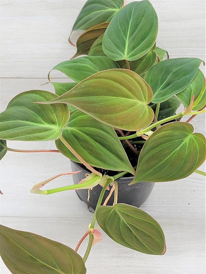 Philodendron Micans Live Rare House Plants - Fully Rooted Indoor Plants in 3" Pot by 3exoticgreen | Premium Philodendron Plant Live Houseplants for Home and Office Decor