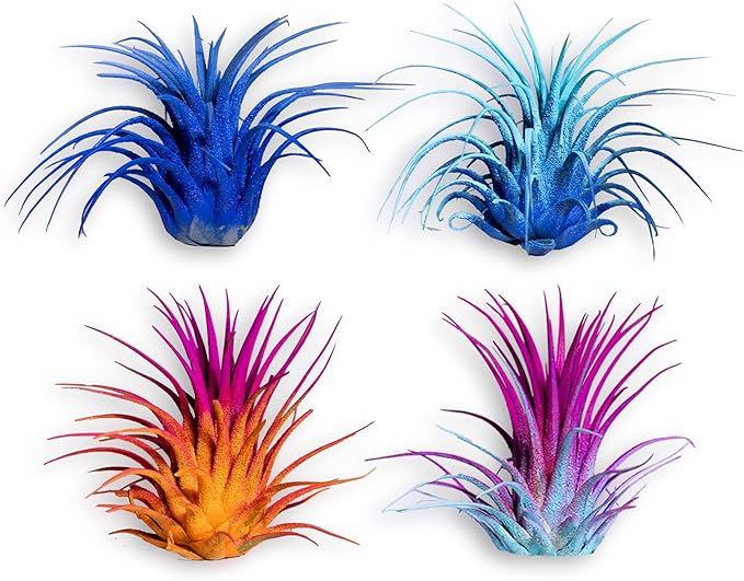 Air Plants - Tillandsia Ionantha - Organically Enhanced Color - Live Arrival Guaranteed - House Plants for Home Decor & Gift (2 Tone 4pk) (4pk Mix 2-Tone Mix Barrels)