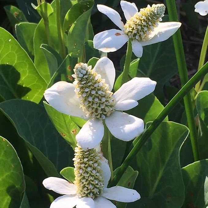Chalily Yerba Mansa, a Great Live Pond Plant for Your Water Garden. Filters koi and Goldfish Ponds. Good for Bogs, Plant Shelf or Shallow Water This marginal Aquatic is a Real Beauty