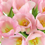 Benchmark Bouquets - Pink Tulips - Fresh Flowers for Delivery - Pink Flowers - Mothers Day Flowers - Mothers Day Gifts for Mom - Fresh Cut Flowers - Glass Vase Included (20 Stems)