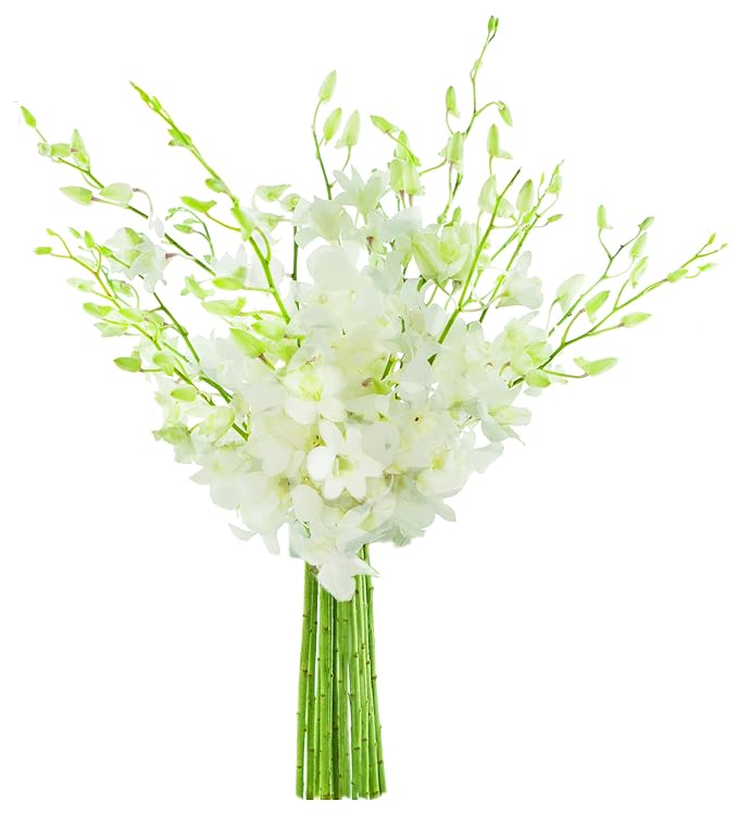 KaBloom - Exotic Perla White Orchid Bouquet of 20 Fresh White Dendrobium Orchids without vase - Fresh Flowers for Birthday, Valentine's & Mother's Day