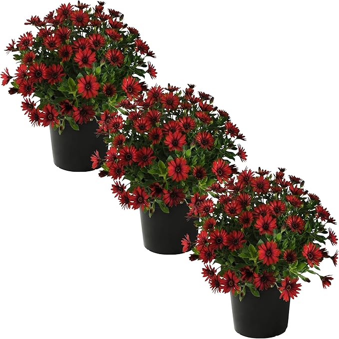 Live Flowering Osteospermum Plant - Red (3 Plants Per Pack) - Beautiful African Daisies - Early Spring Color - 12" Tall by 5" Wide in 1 Qt Pot