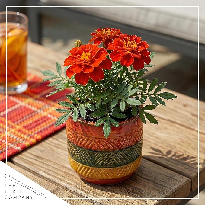 Live Flowering Marigold - Durango Red (4 Per Pack), Beautiful Spring Color, 8" Tall by 4" Wide in 1 Pt Pot